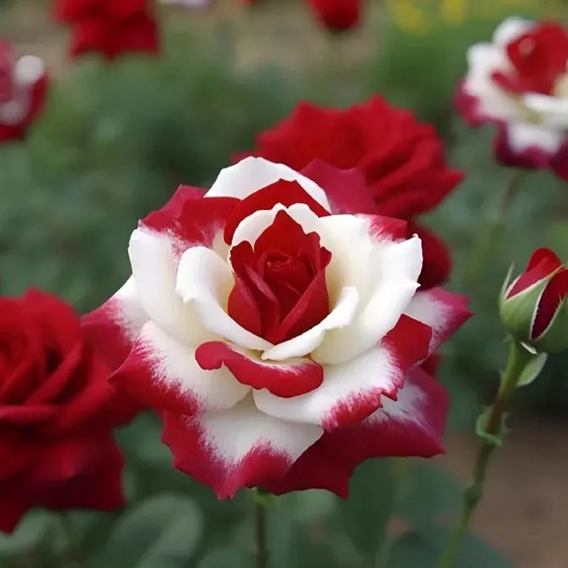 Red Heart Twin Rose Seeds - Image 2