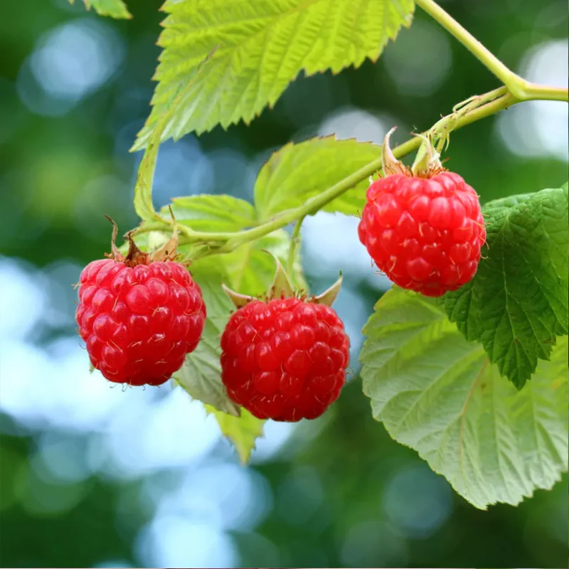 Red Raspberry Seeds - Image 3