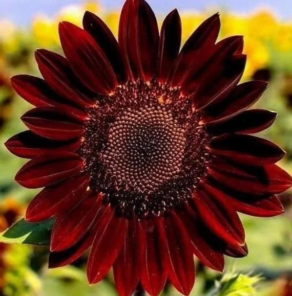 Red Wave Hybrid Sunflower Seeds - Image 2