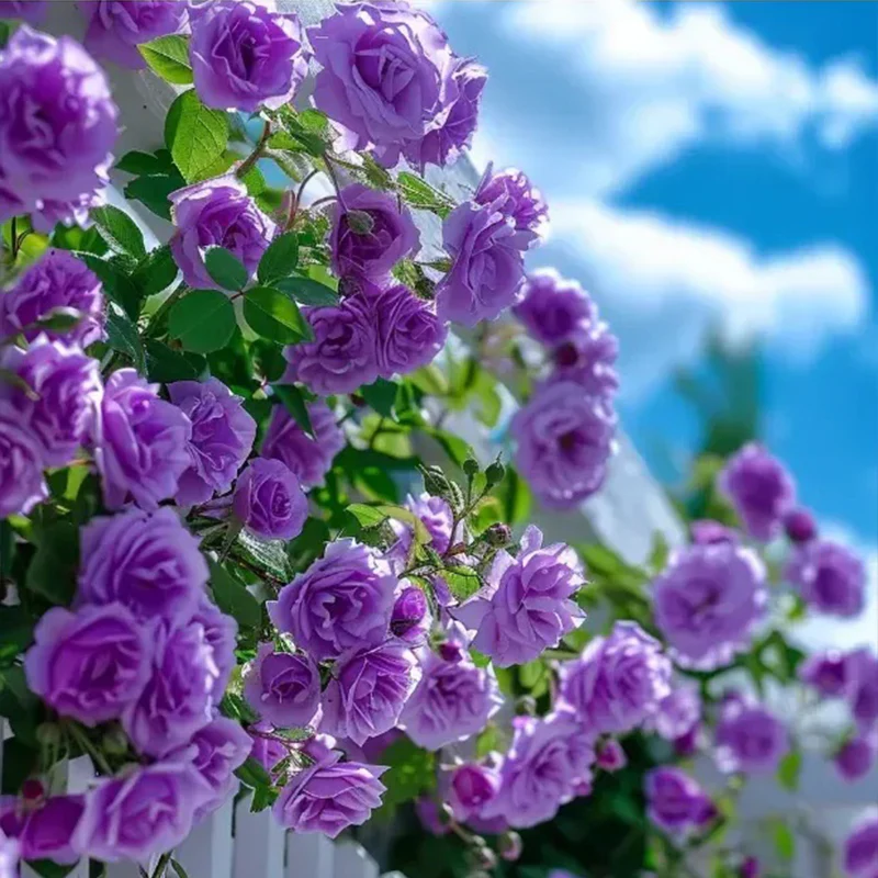 Repeat Blooming Climbing Rose Seeds - Luck Rises - Image 8