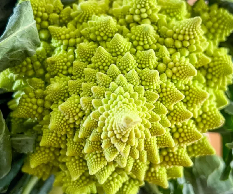Roman Pagoda Cauliflower Seeds - Image 3
