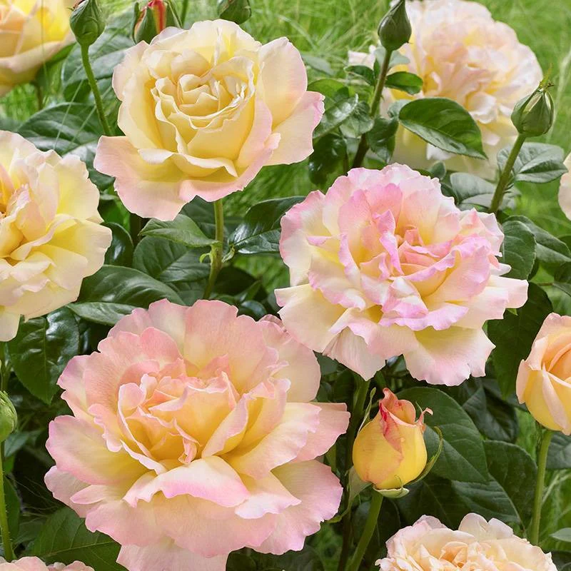 Rosa Peace (Hybrid Tea Rose) Seeds - Image 5