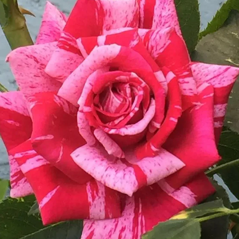 Rose red white Miniature Rose - Image 3
