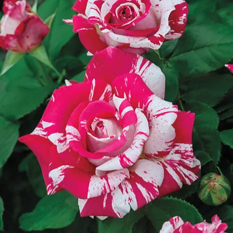 Rose red white Miniature Rose - Image 4
