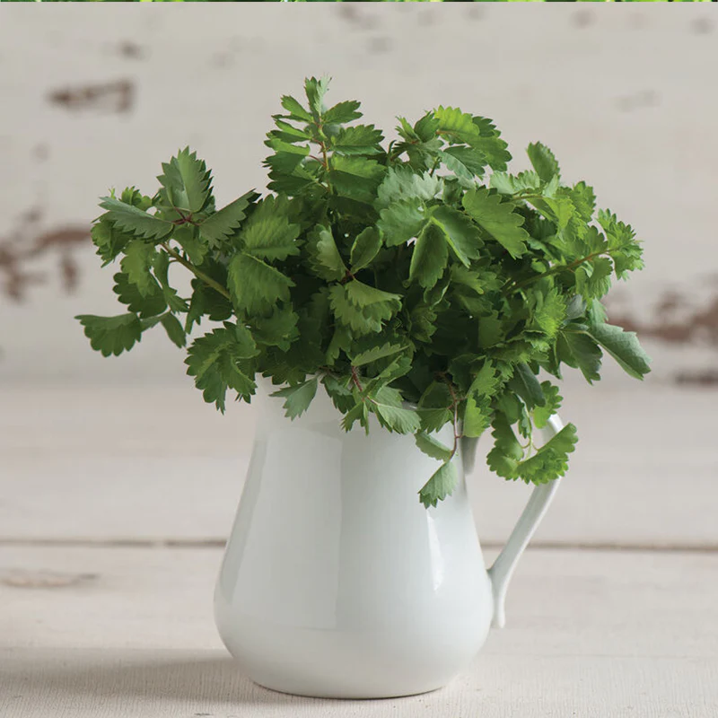 Salad Burnet Herb Seed - Image 2