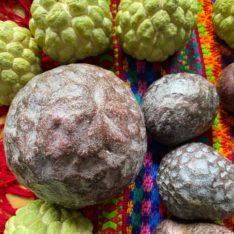 San Pablo Custard Apple Rare Fruit Seeds - Image 6