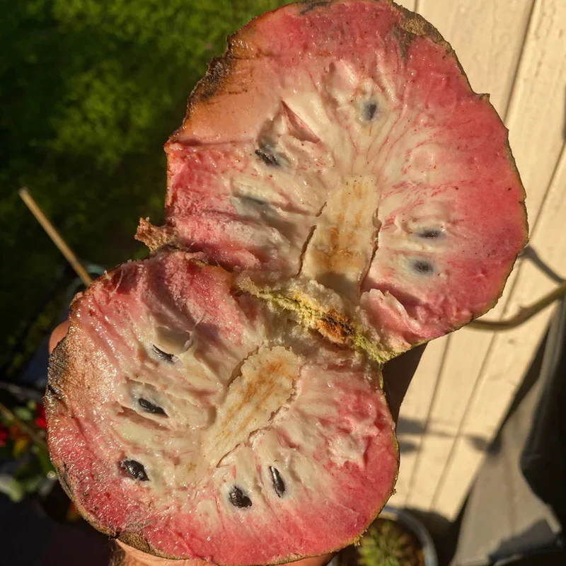 San Pablo Custard Apple Rare Fruit Seeds - Image 7