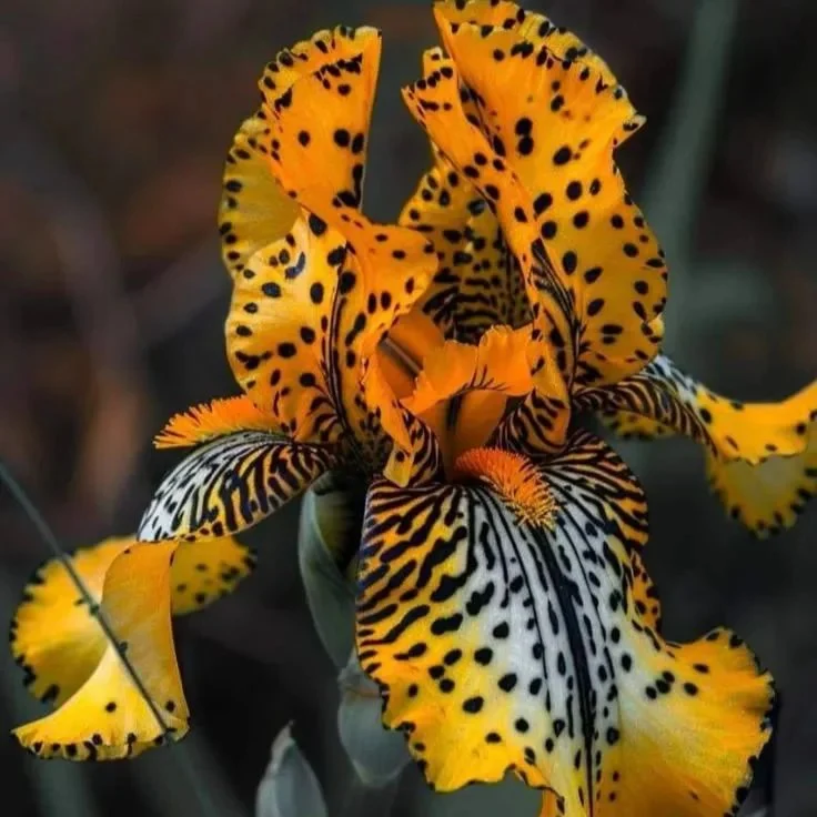Emerald Wave-Rare Iris Seeds⚜️ - Image 24