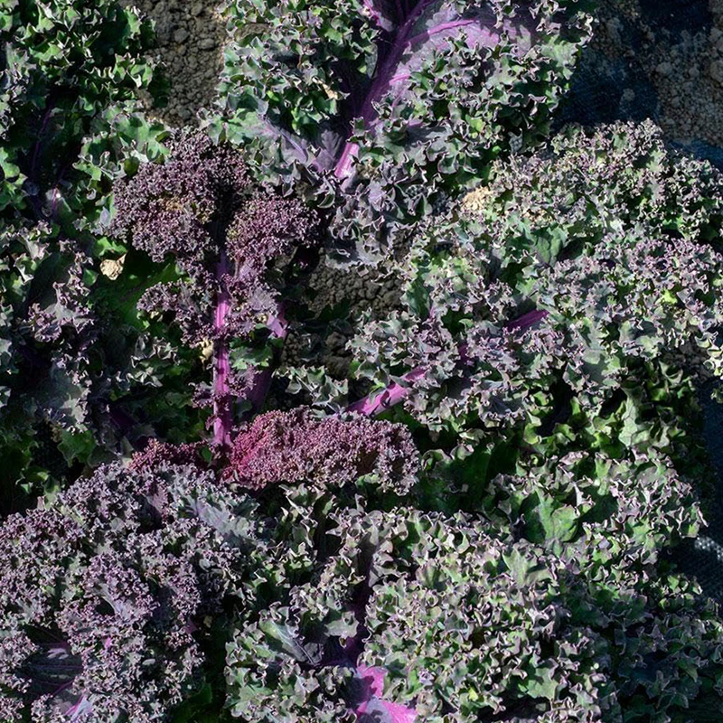 Scarlet Kale Seeds for Planting Garden Vegetable - Image 3