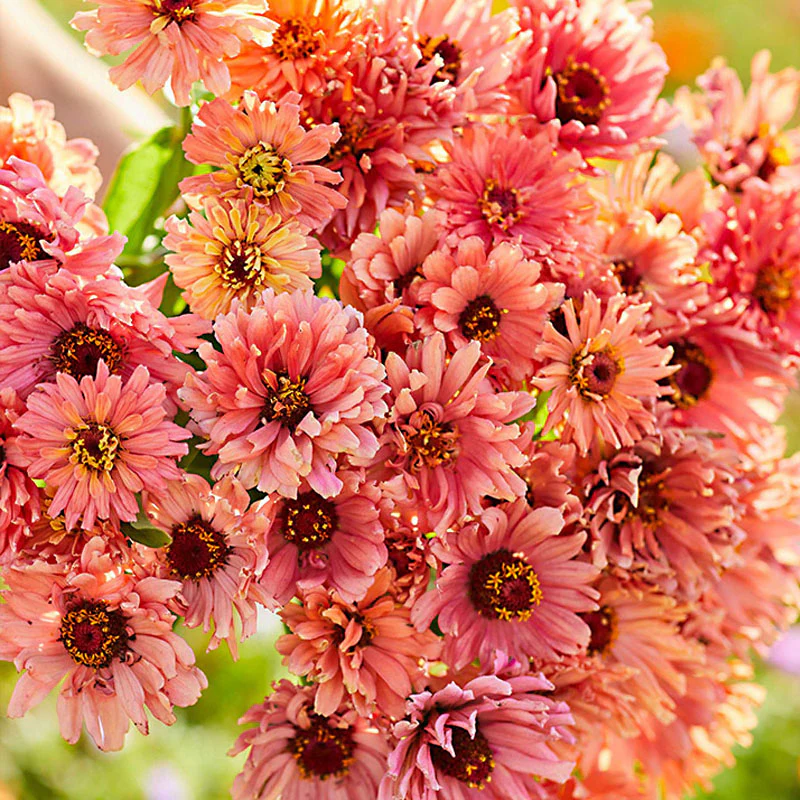 Senorita Zinnia Flower Seeds - Image 2