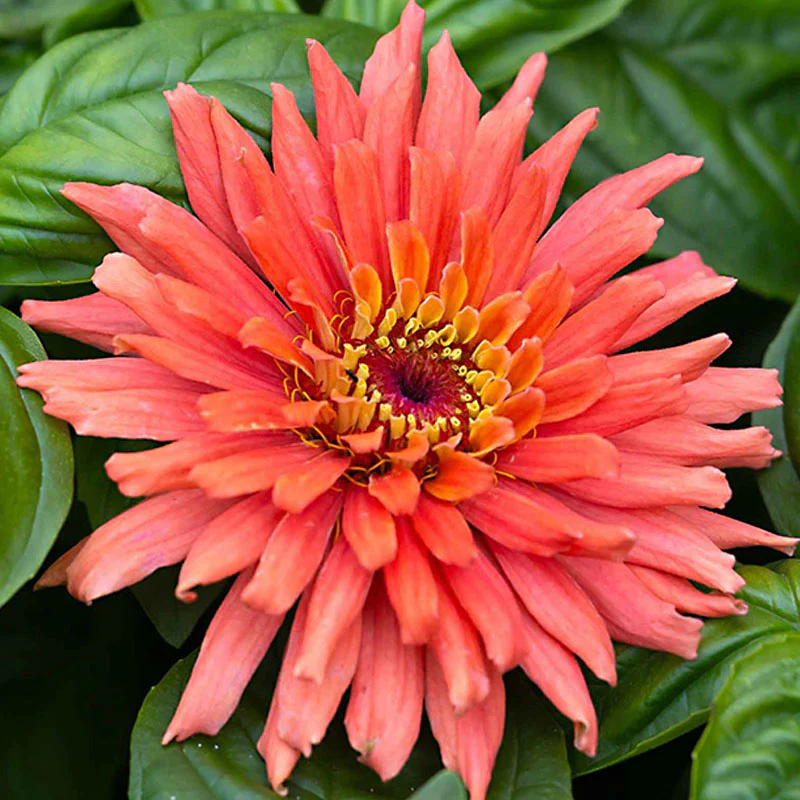 Senorita Zinnia Flower Seeds - Image 3
