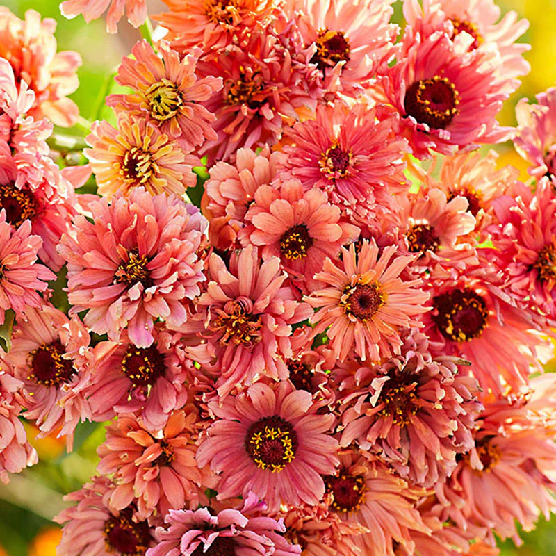 Senorita Zinnia Flower Seeds - Image 4