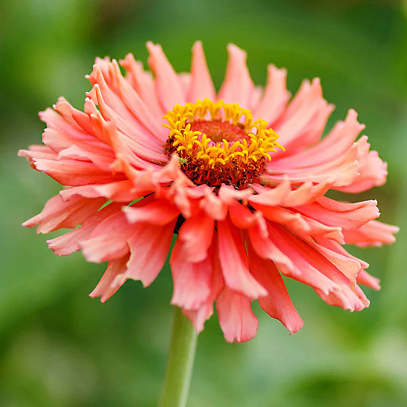 Senorita Zinnia Flower Seeds - Image 5