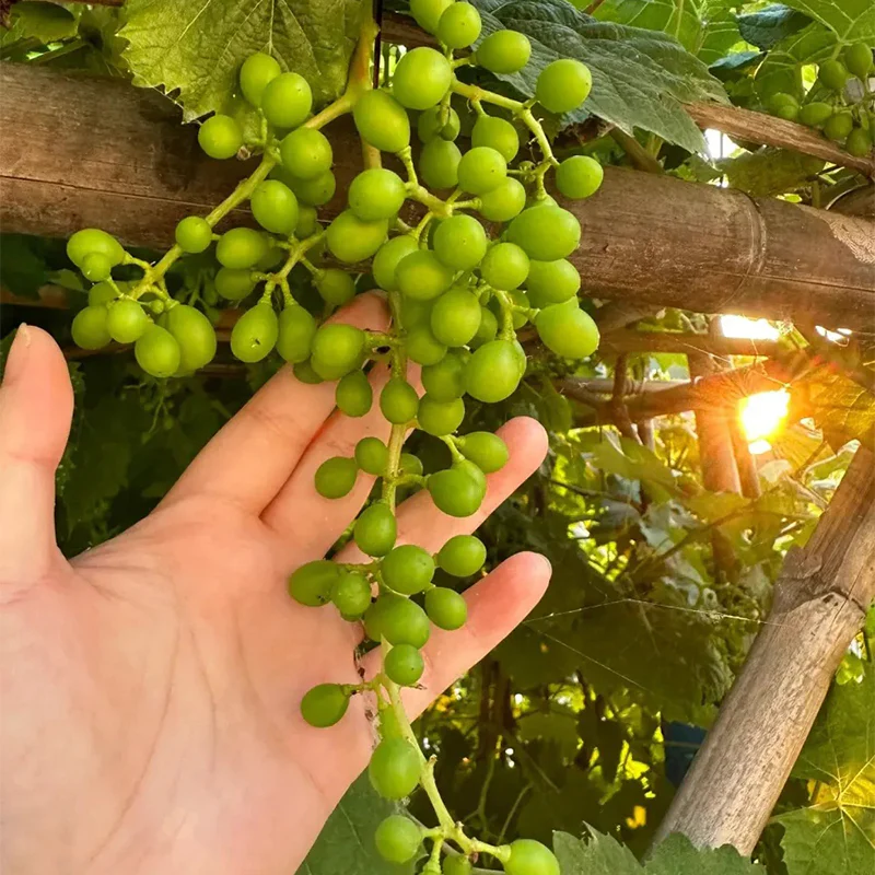 Shine Muscat Tree Seeds-Sunshine Rose Grape（Can be potted） - Image 3