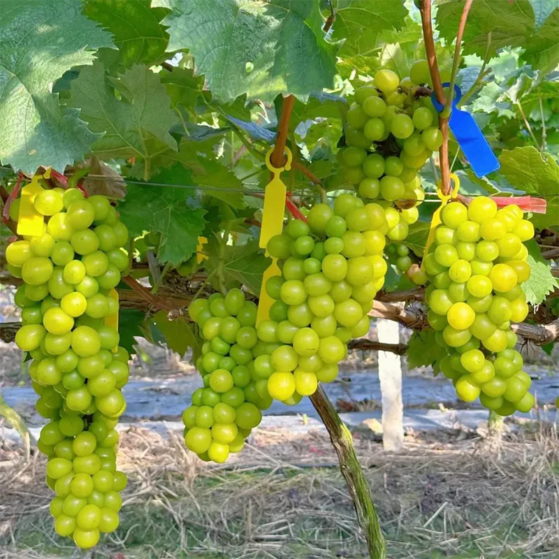 Shine Muscat Tree Seeds-Sunshine Rose Grape（Can be potted） - Image 4
