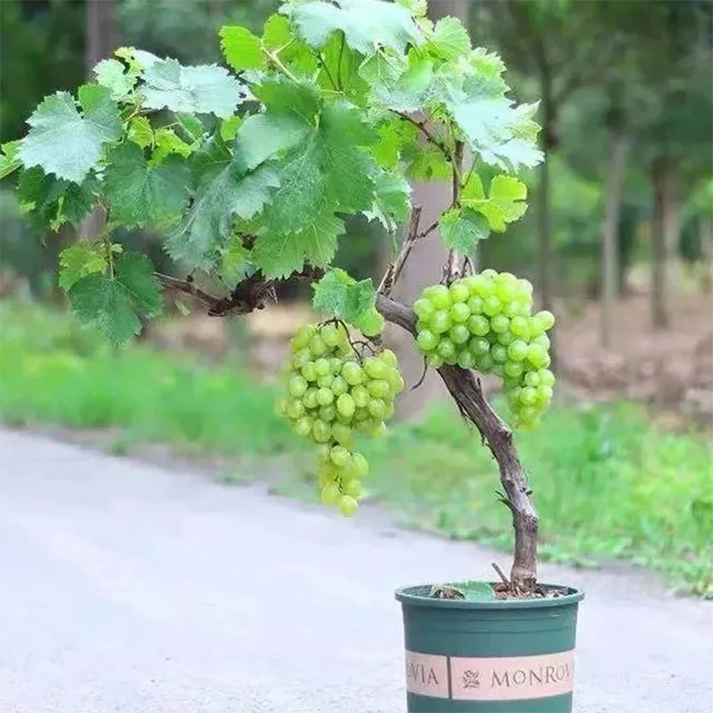Shine Muscat Tree Seeds-Sunshine Rose Grape（Can be potted） - Image 9