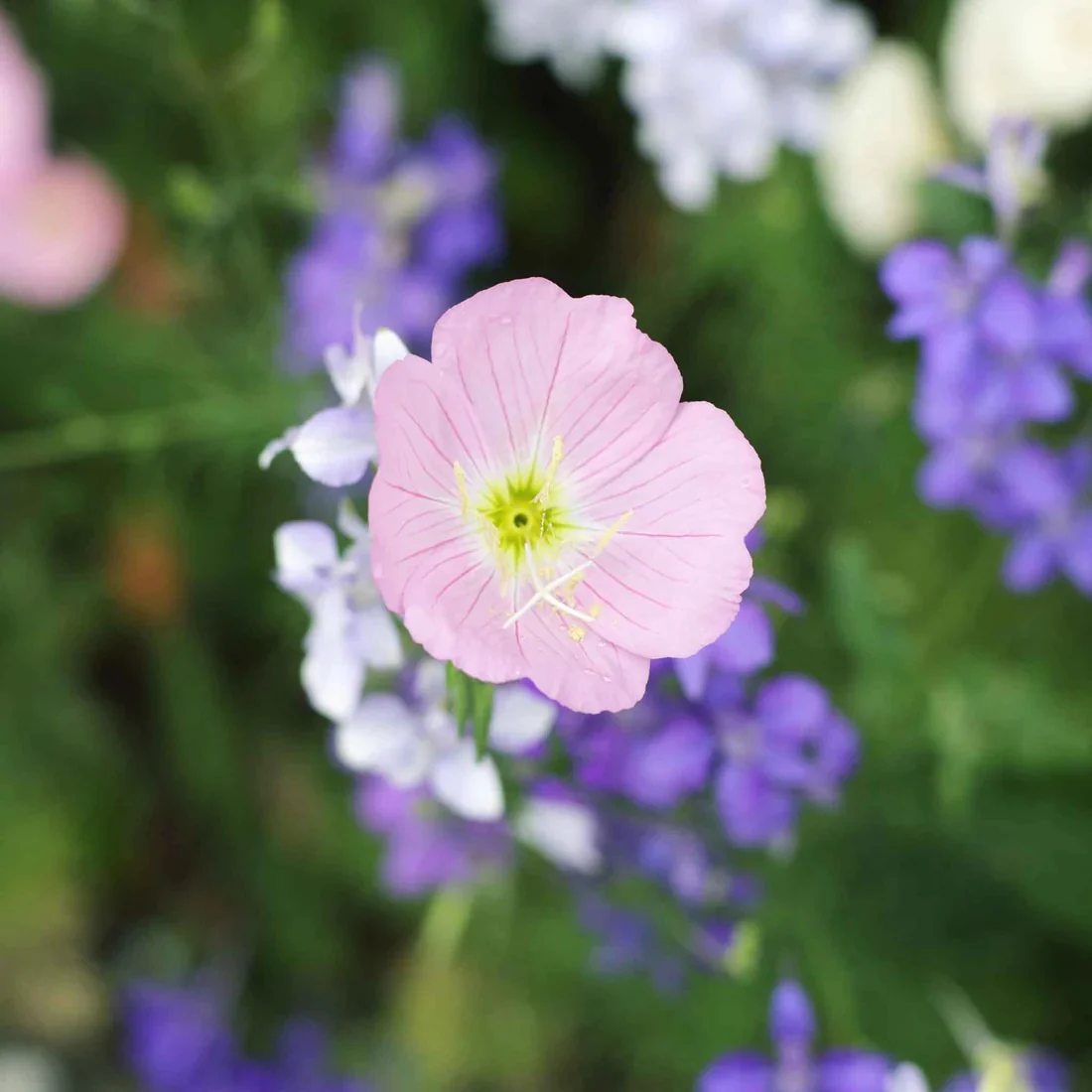 Showy Evening Primrose Seeds - Image 3