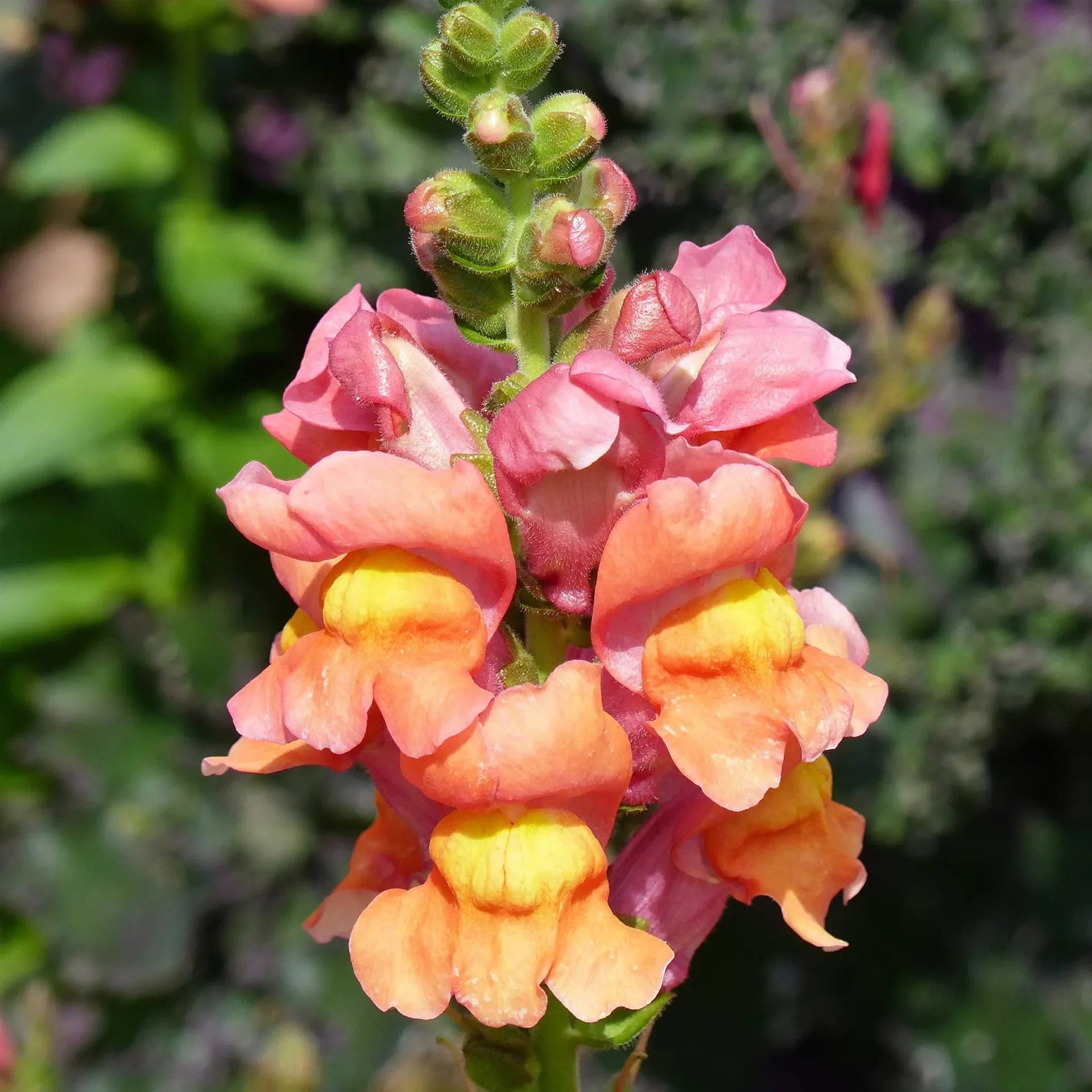 Snapdragon Seeds - Rocket Bronze - Image 2