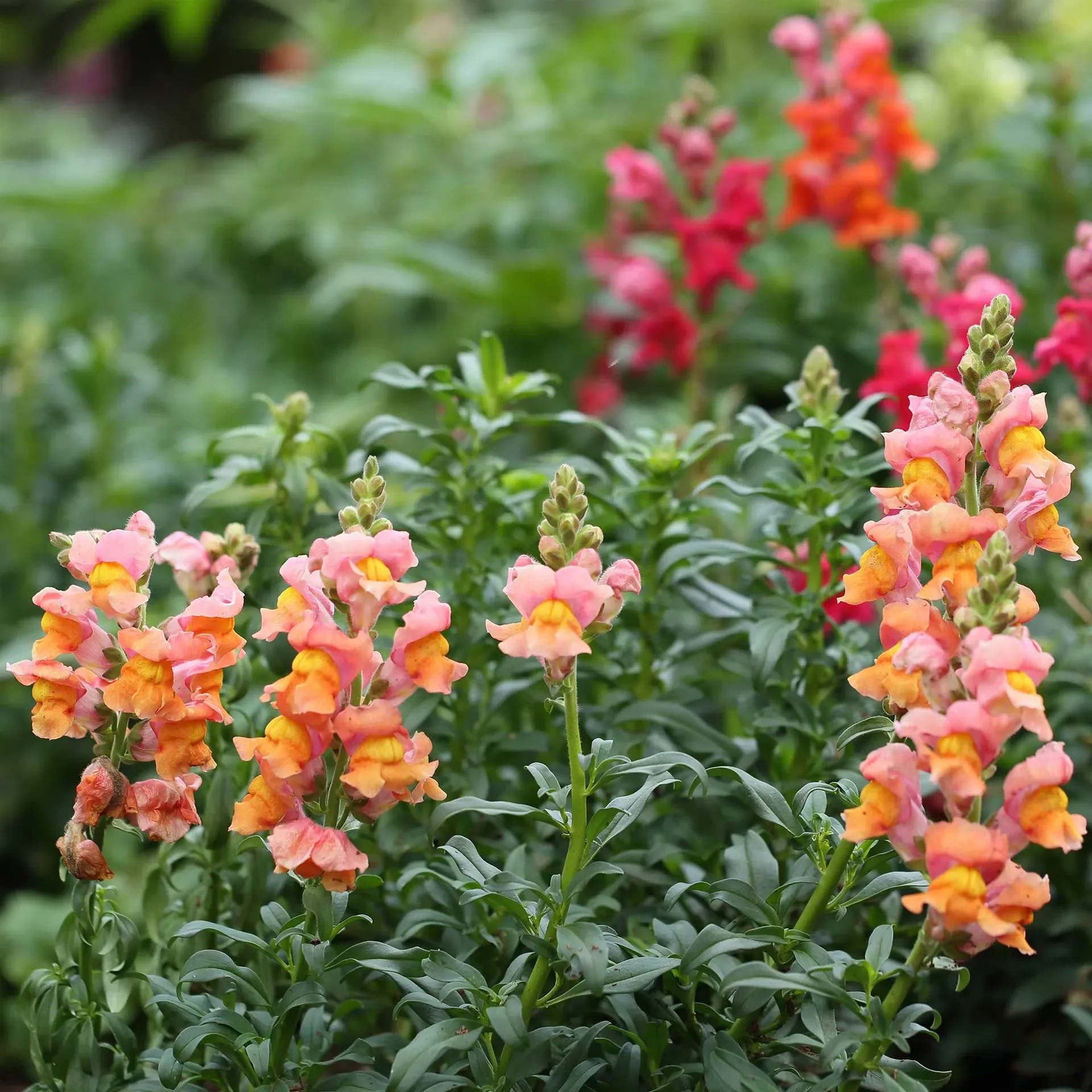 Snapdragon Seeds - Rocket Bronze - Image 3