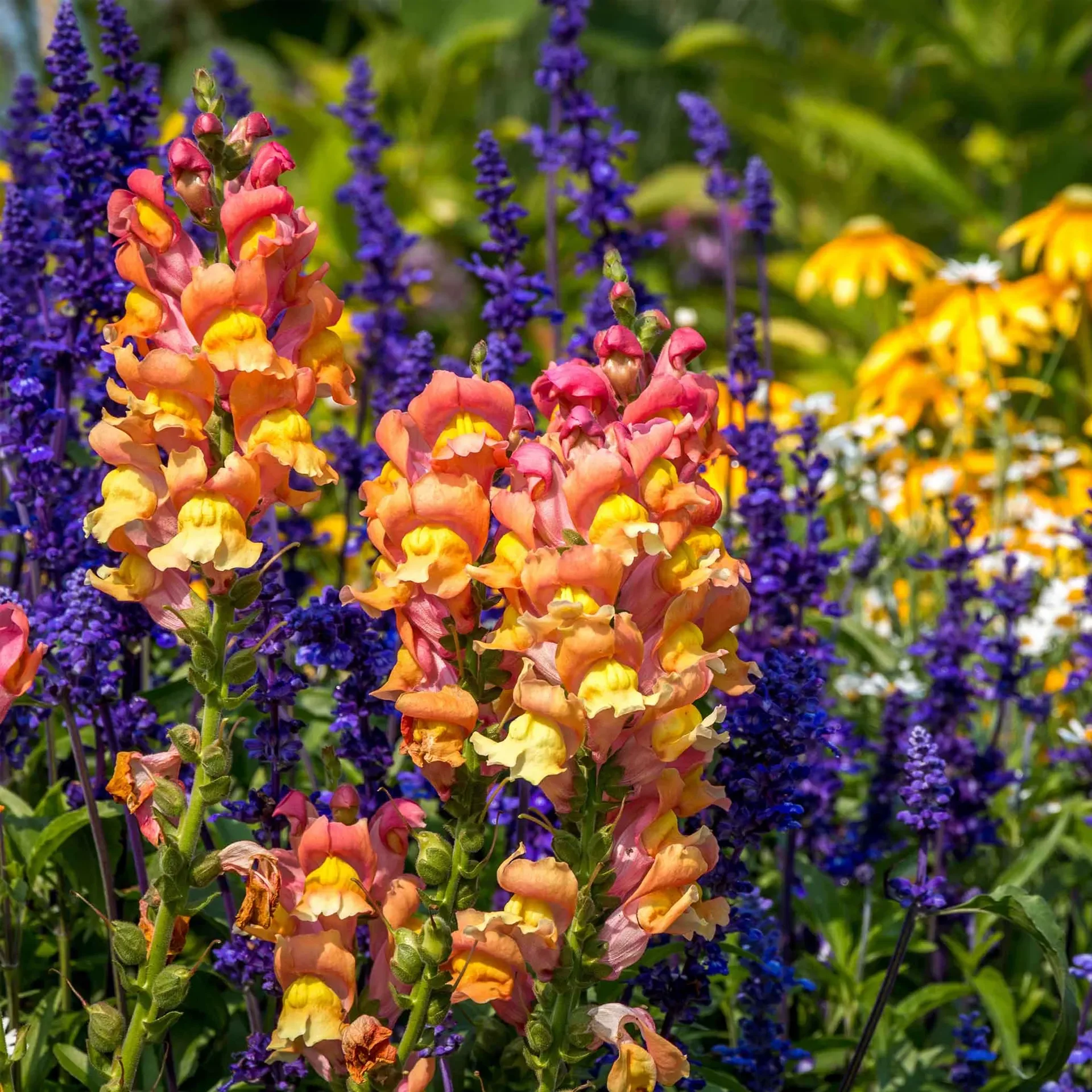 Snapdragon Seeds - Rocket Bronze - Image 4