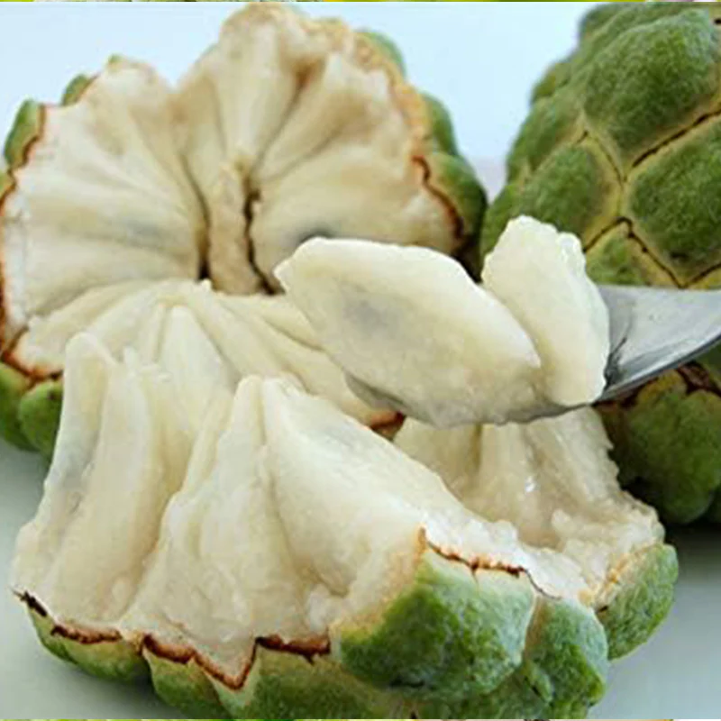 Soursop Graviola Guanabana Annona Muricata Fruit Tree Seeds Fresh Tropical Fruit - Image 2