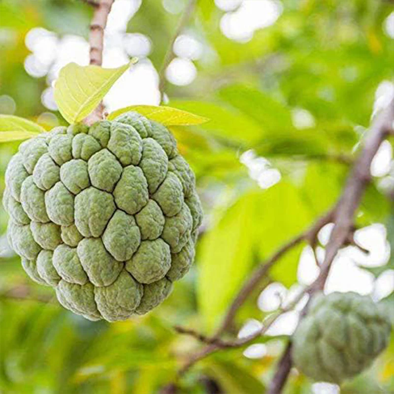 Soursop Graviola Guanabana Annona Muricata Fruit Tree Seeds Fresh Tropical Fruit - Image 3