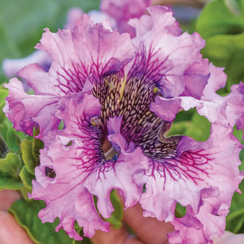 Spellbound Pink Petunia Seed Pack - Image 3