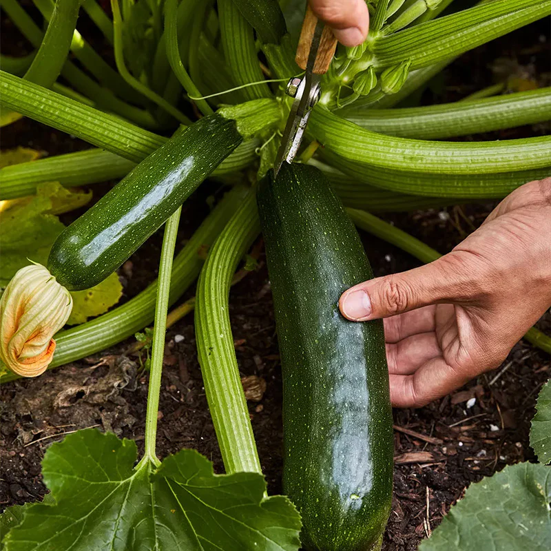 Squash, Summer, Fordhook Zucchini - Image 2