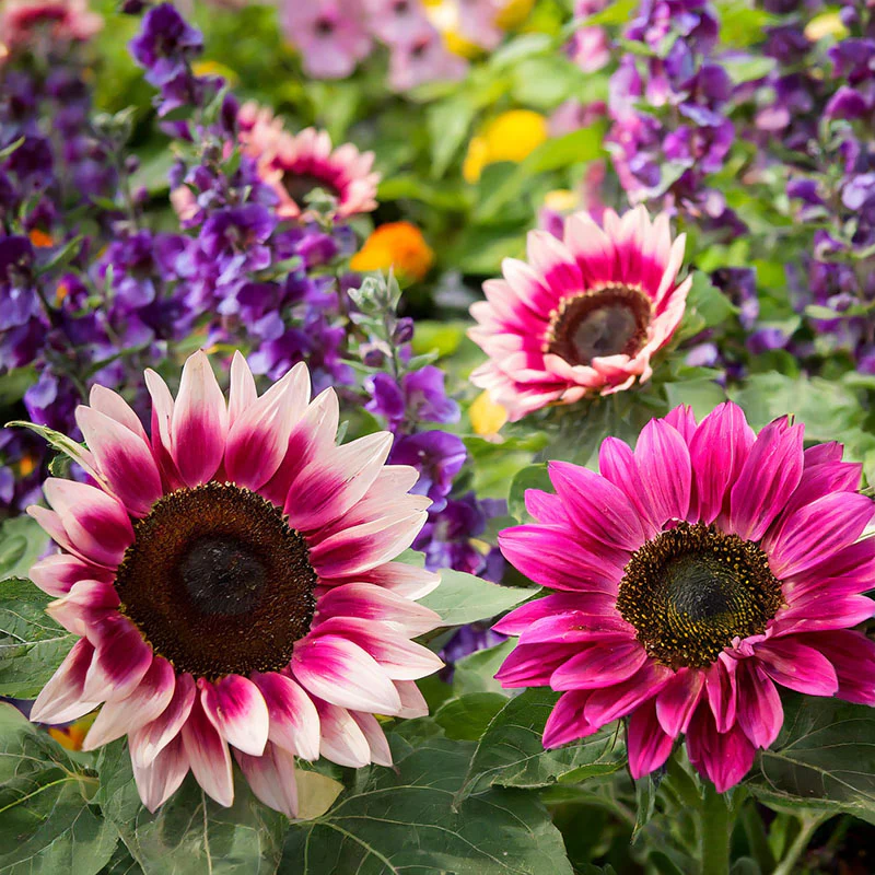 Strawberry Blonde Hybrid Sunflower Seeds - Image 3