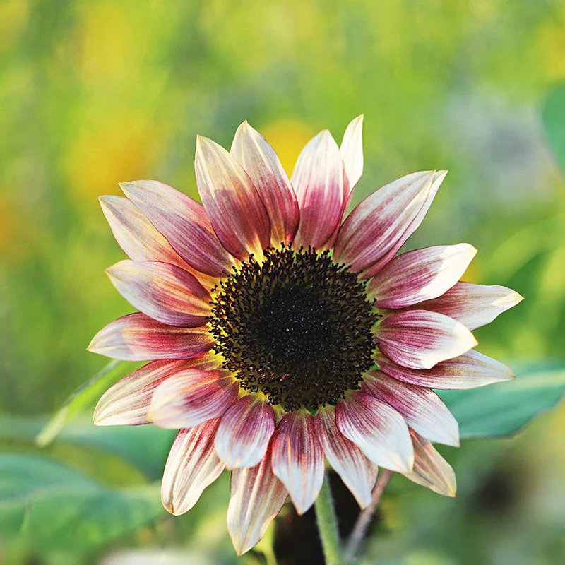 Strawberry Blonde Hybrid Sunflower Seeds - Image 6