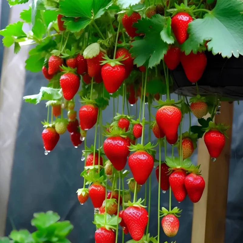 Strawberry Cream Seeds - Image 8
