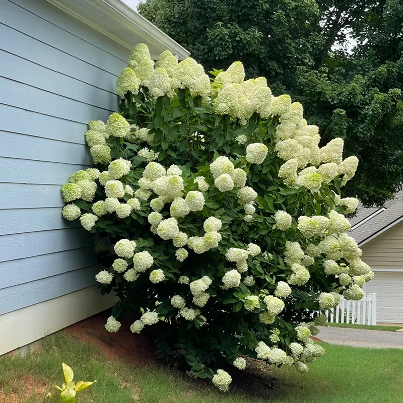 Strawberry Sundae Hydrangea- Beautiful, reunion and gratitude - Image 10