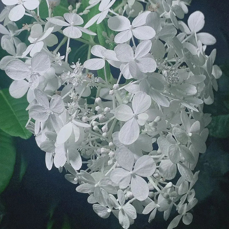 Strawberry Sundae Hydrangea- Beautiful, reunion and gratitude - Image 11