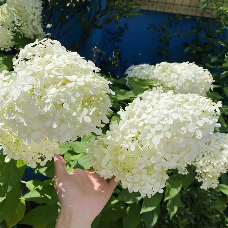 Strawberry Sundae Hydrangea- Beautiful, reunion and gratitude - Image 13