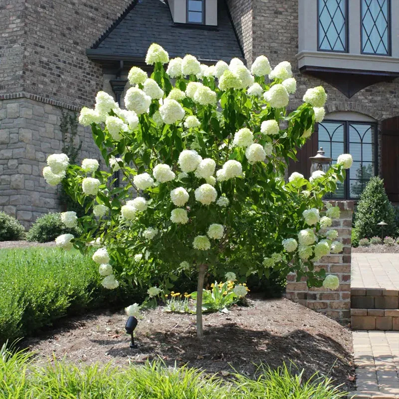 Strawberry Sundae Hydrangea- Beautiful, reunion and gratitude - Image 14