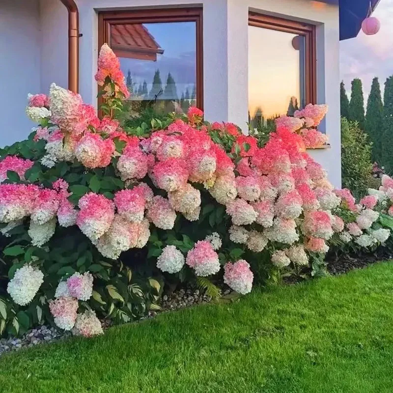 Strawberry Sundae Hydrangea- Beautiful, reunion and gratitude - Image 2