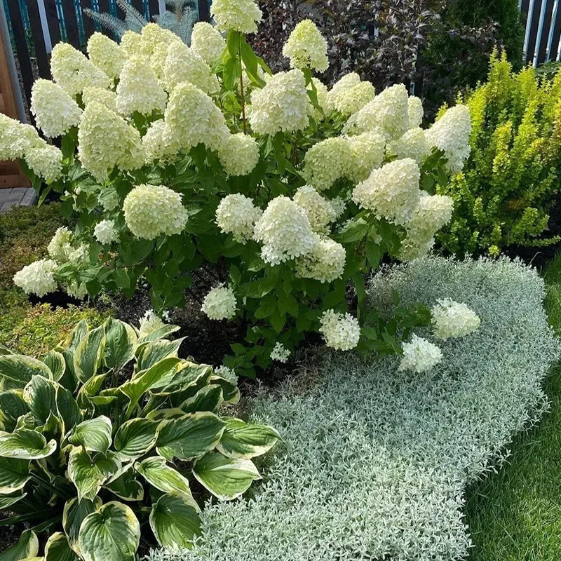 Strawberry Sundae Hydrangea- Beautiful, reunion and gratitude - Image 7