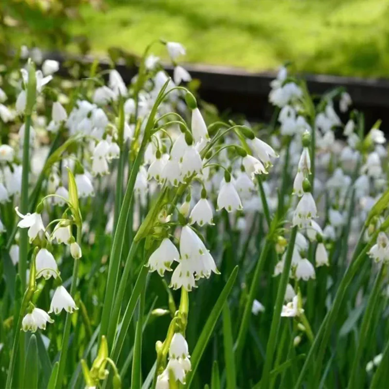 Summer Snowflake PureBeauty, Fresh Starts - Image 10
