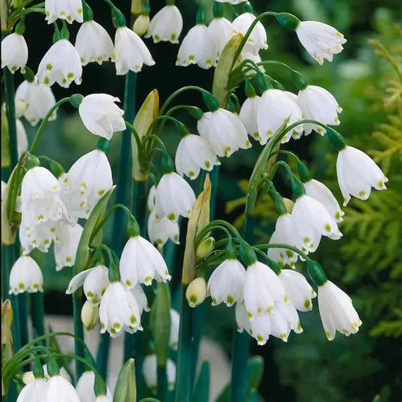 Summer Snowflake PureBeauty, Fresh Starts - Image 12