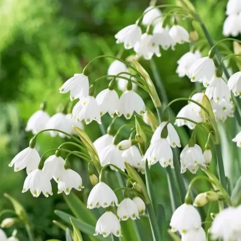 Summer Snowflake PureBeauty, Fresh Starts - Image 13
