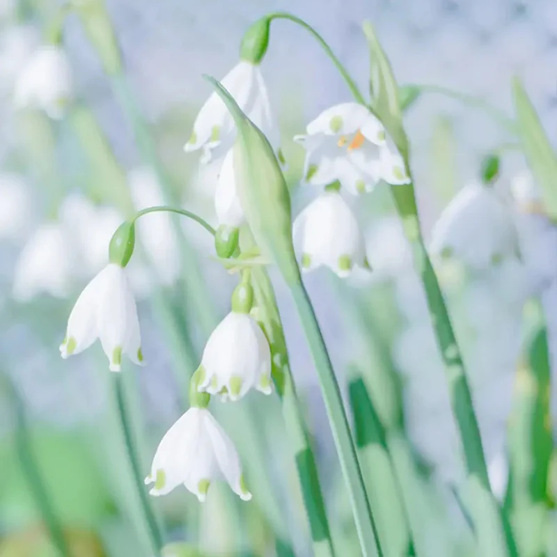Summer Snowflake PureBeauty, Fresh Starts - Image 14