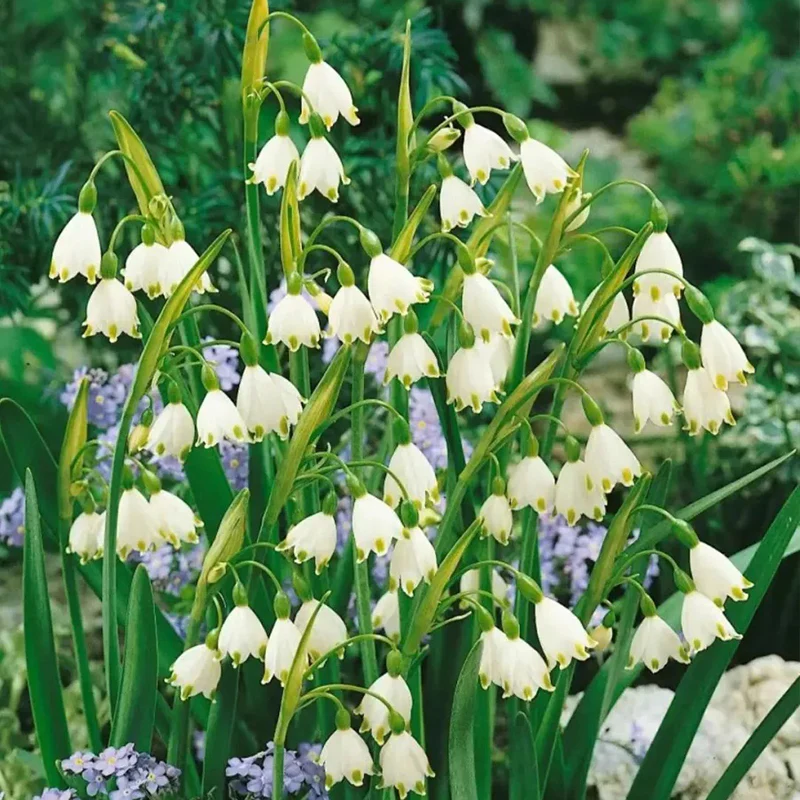 Summer Snowflake PureBeauty, Fresh Starts - Image 4