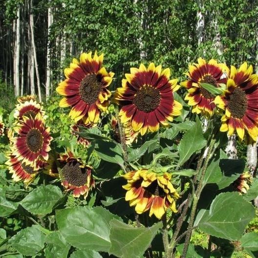 Sunflower Seeds - Floren - Image 2
