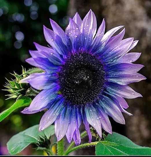 Sunflower Seeds For Planting Rare Multi Color Garden Seeds - Image 2