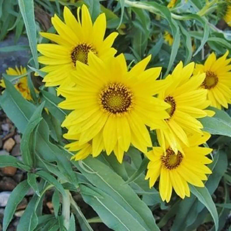 Sunflower Seeds - Maximilian