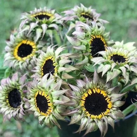 Sunflower Seeds - SunFill Purple - Image 2