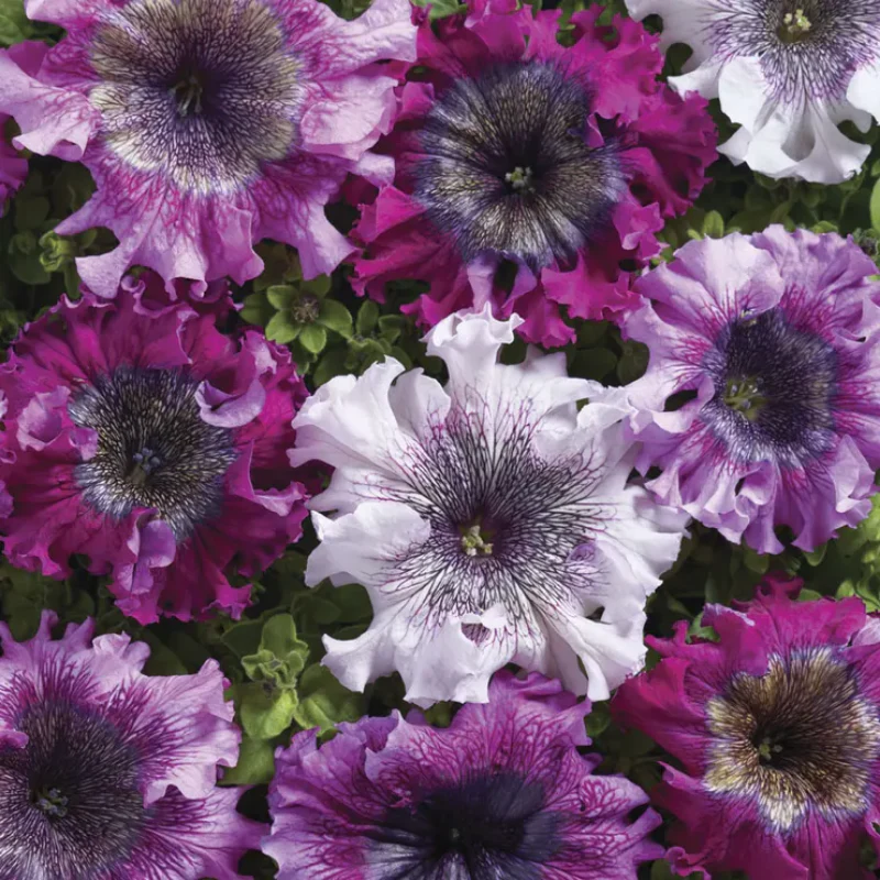 Superbissima Cerny's Triumph Petunia Seeds - Image 2