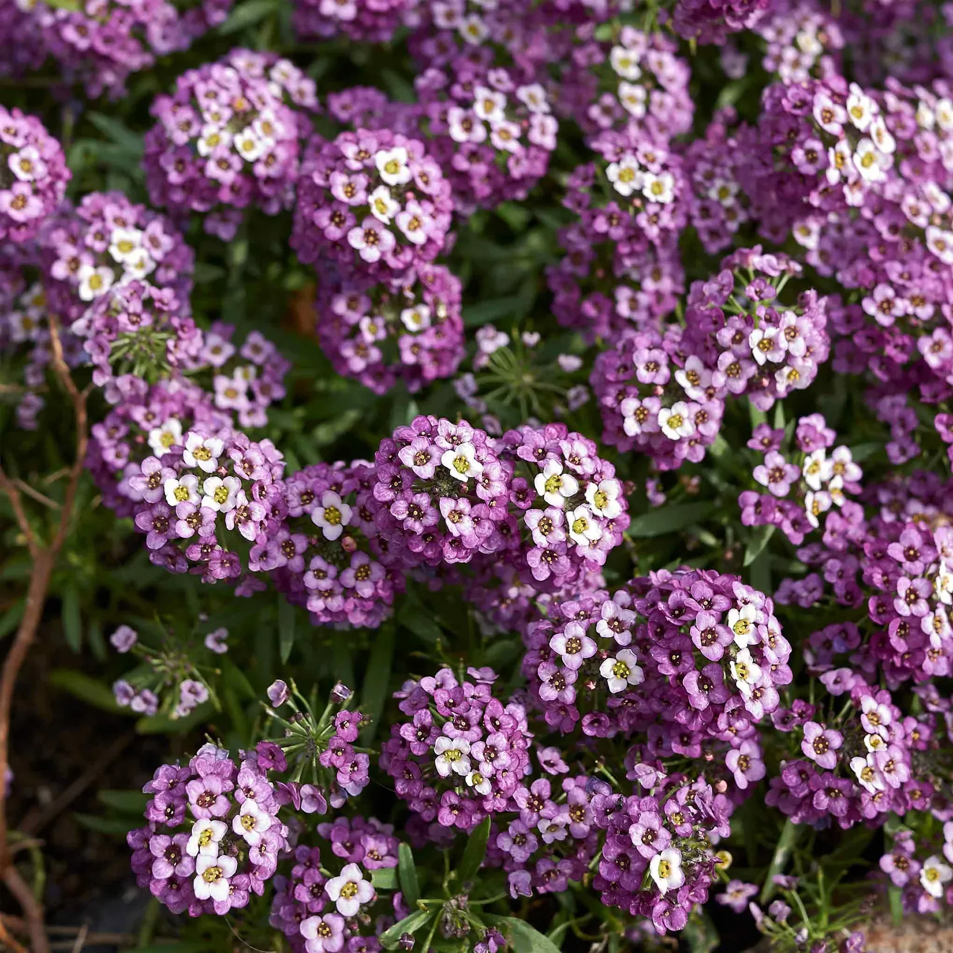 Sweet Alyssum Seeds (Dwarf) - Royal Carpet - Image 3