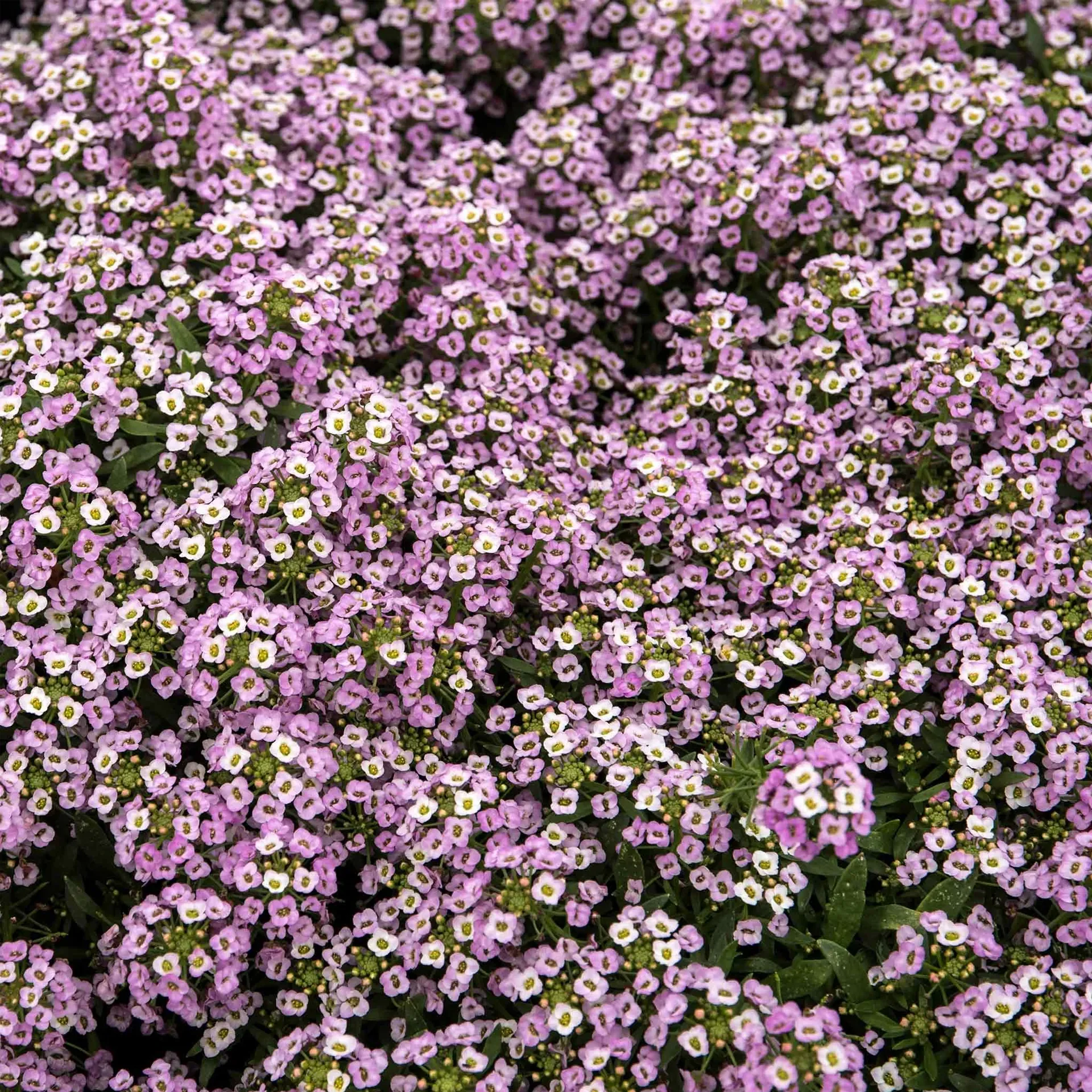 Sweet Alyssum Seeds (Dwarf) - Royal Carpet - Image 4
