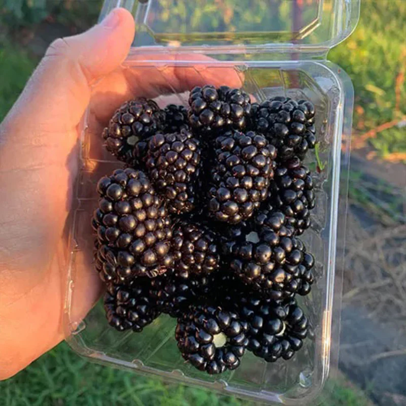 Sweet Giant Blackberry: Huge, Juicy Blackberries Await! - Image 3